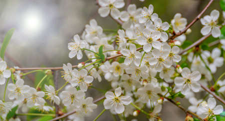 Spring cherry blossoms in natural conditions. Natural floral white background.の写真素材