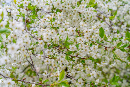 Spring cherry blossoms in natural conditions. Natural floral white background.の写真素材