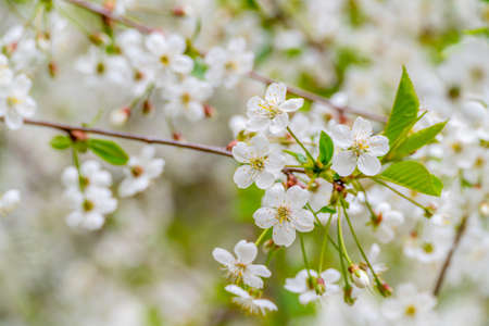 Spring cherry blossoms in natural conditions. Natural floral white background.