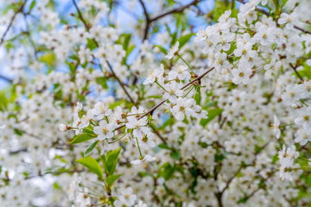 Spring cherry blossoms in natural conditions. Natural floral white background.