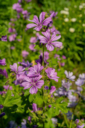 Violet Common Mallow Flower. Natural Floral Botanical Background.の写真素材