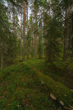 Gloomy thicket of the forest on a summer day.の写真素材