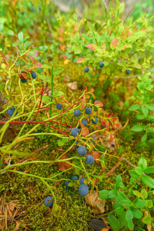 Wild blueberry in the summer forest.の写真素材