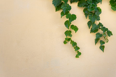 Green creeping climbing plant against old wall.の写真素材