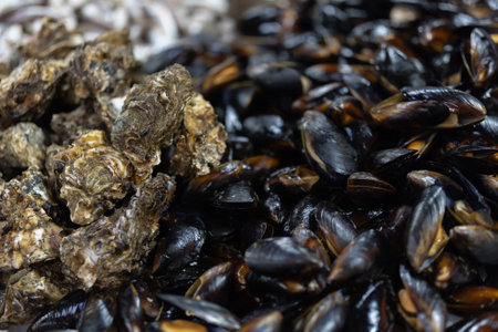 Oysters and mussels are sold at a seafood market.