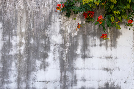 A wall with a plant growing out of it. The wall is gray and has a lot of dirt on it