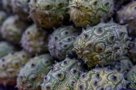 A bunch of green fruits Soursop with spikes on them. The fruits are clustered together and have a...