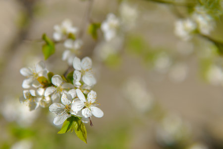 Close-up of a white cherry blossom flower with a green stem. The flower is surrounded by green leaves.の写真素材