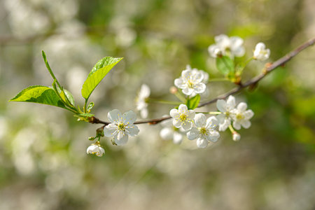 Cherry branch with white flowers. Green leaves nearby.の写真素材