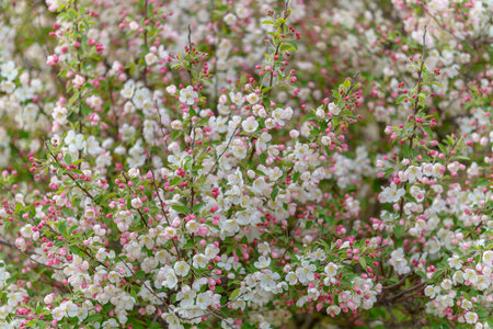 A bush with white flowers and pink buds. The flowers are in full bloom. The bush is green and has a lot of leavesの写真素材