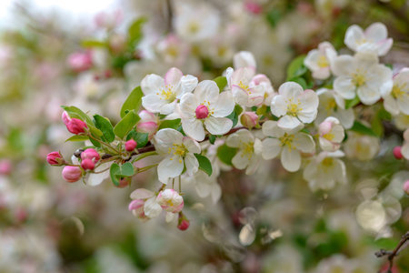 A tree with white flowers and pink buds. The flowers are in full bloom. The tree is surrounded by green leaves.の写真素材