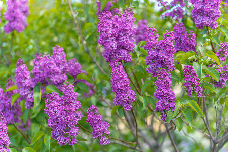 Purple lilac flowers in spring park. Beautiful natural background.