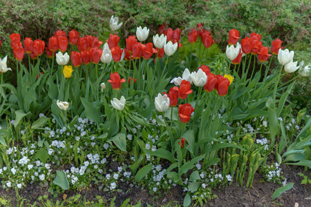 Red and white tulip flowers growing in a flowerbed.の写真素材