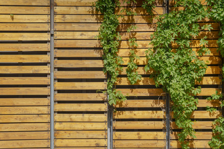 Wild climbing grapes growing on a wall of wooden planks. Beautiful designer background.