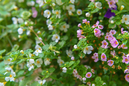 Delicate pink and white blossoms cluster softly, adding a gentle charm to any space. Their subtle hues and petite form create a sense of grace and tenderness.の写真素材