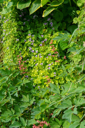 A vibrant vertical wall features a rich variety of plants and flowers, creating a lush and colorful living tapestry. This natural installation enhances the space with beauty, freshness, and a touch of wild elegance.の写真素材