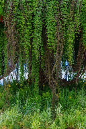 A climbing plant envelops a tree growing amid the grass, blending greenery into a single, organic form. The scene feels wild, soft, and rooted in quiet harmony.の写真素材