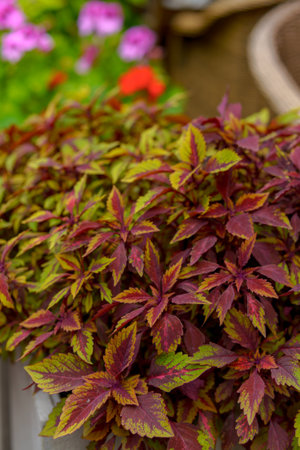 Vibrant red leaves with yellow and green accents dominate the foreground. Blurred pink and red...