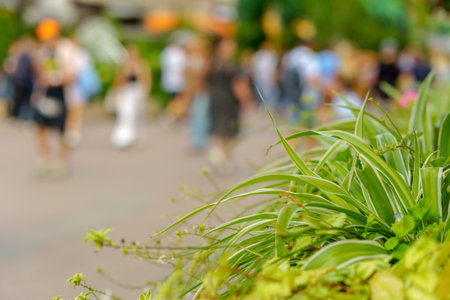 Long, narrow green leaves fill the foreground in sharp focus, while blurred figures stroll in the...