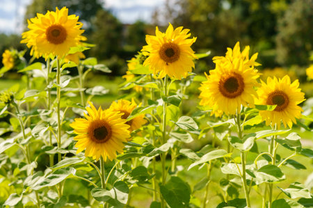 A cluster of blooming sunflowers surrounded by lush greenery. Bright colors and sunlight create a lively summer vibe.の写真素材