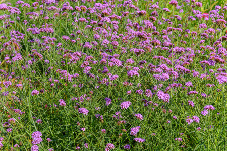 Tall verbena stems with vibrant purple flowers form a lively botanical scene. Bloom and greenery...
