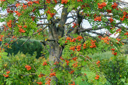 Bright orange-red rowan berries form tight clusters among pinnate green leaves. The vivid palette...