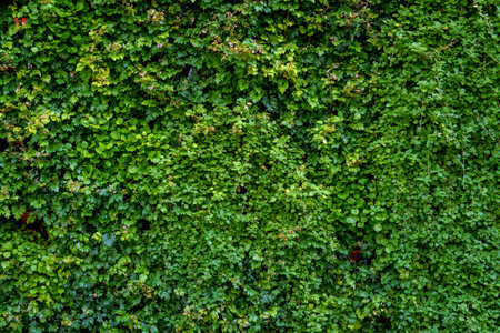 A dense array of living plants creates a vivid green surface with diverse foliage. The scene conveys the vitality of nature and the decorative richness of a botanical setting.の写真素材