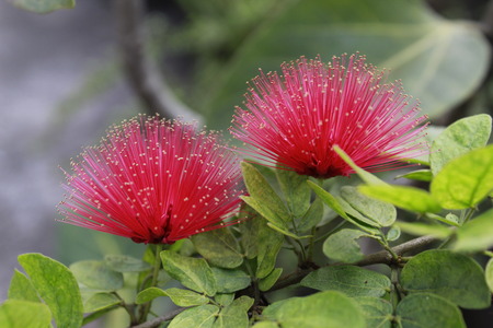 wild red flowerの写真素材