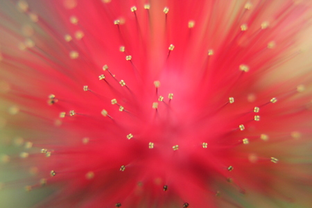 deep of the flowerの写真素材