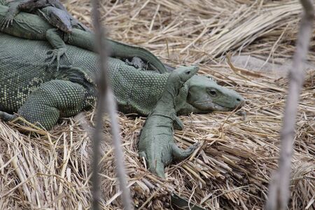 Green Monitor Lizardの写真素材