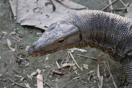 Wild Iguana in the jungleの写真素材
