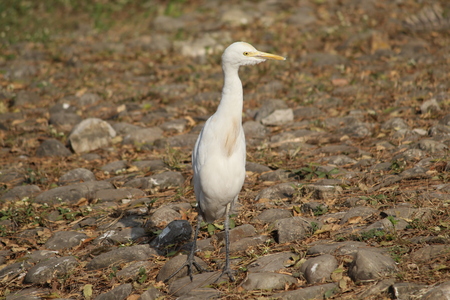 Wild White Heronの写真素材
