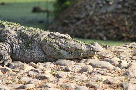 Dangerous Nile Crocodileの写真素材