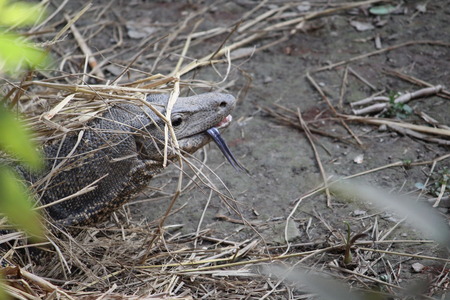 Grey Monitor Lizardの写真素材