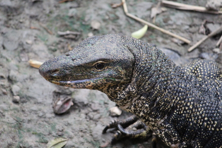 African Grey Monitor Lizardの写真素材