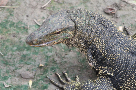 Grey Monitor Lizardの写真素材