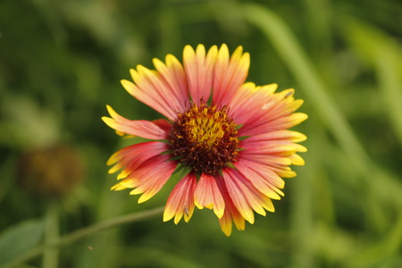 Beautiful Gaillardia Flowersの写真素材
