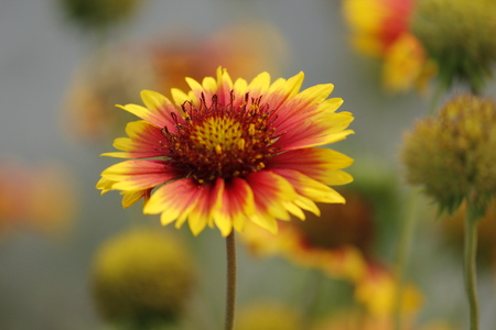 Beautiful Gaillardia Flowersの写真素材