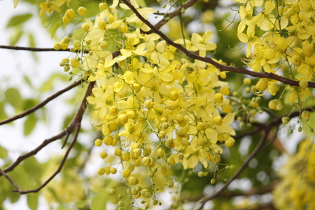 Cassia Fistula The Golden Shower Treeの写真素材