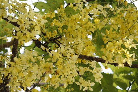 Cassia Fistula The Golden Shower Treeの写真素材