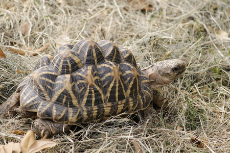 Beautiful Black Tortoise in the Forestの写真素材