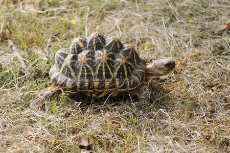 Beautiful Black Tortoise in the Forestの写真素材