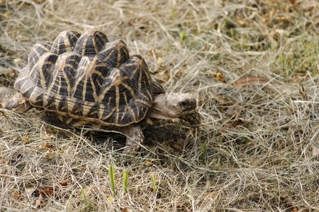 Beautiful Black Tortoise in the Forestの写真素材