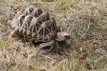 Beautiful Black Tortoise in the Forestの写真素材