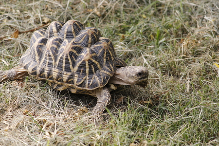 Beautiful Black Tortoise in the Forestの写真素材