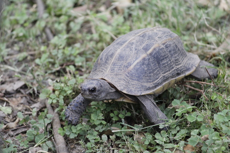 Beautiful Black Tortoise in the Forestの写真素材