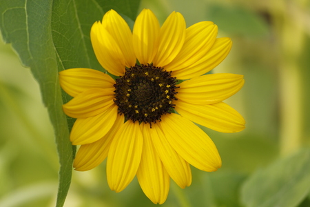 Beautiful Yellow Sunflowerの写真素材