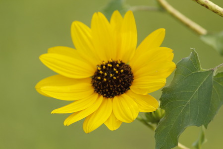 Beautiful Yellow Sunflowerの写真素材