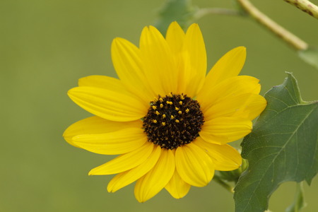 Beautiful Yellow Sunflowerの写真素材