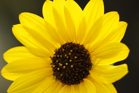Beautiful Yellow Sunflowerの写真素材